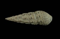 藏品(燒酒海蜷)的圖片